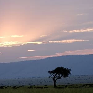 Savannah - Masai Mara - Kenya
