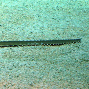 S Collection: Sawfish