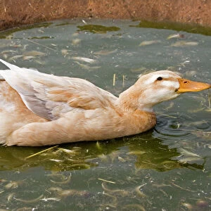 Saxony Duck