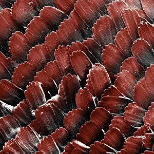Scanning Electron Micrograph (SEM): Red Admiral Butterfly's Wing Scales; Magnification x 450 (A4 size: 29. 7 cm width)