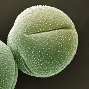 Scanning Electron Micrograph (SEM): Cactus pollen; Magnification x 3, 500 (A4 size: 29. 7 cm width)
