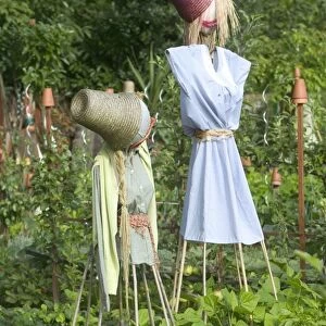 Scarecrows - in Allotment / Vegetable Garden / Kitchen Garden