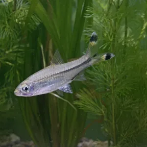 Scissortail Rasbora / Three Line Rasbora – side view by weeds –S E Asia UK