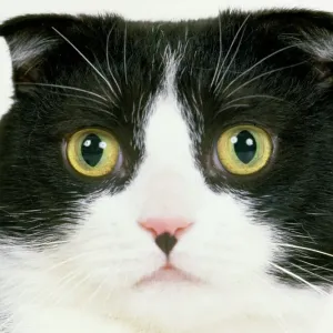 Scottish Fold