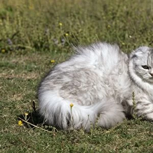 Scottish / Highland Fold Cat