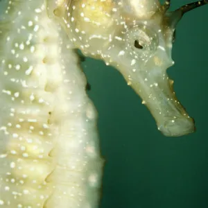 Sea Horse