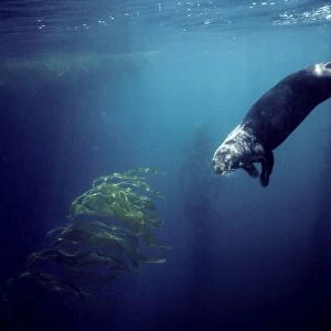 Sea Otter - diving in the kelp forest - Monterey Bay - Pacific Ocean - California - USA