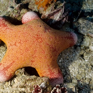 Sea star (Choriasater granulatus). Richelieu Rock, Andaman Sea, Thailand