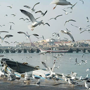 Seagulls at Peniche, Portugal. Just one hours drive north From Lisbon, this is a major fishing and canning port. Not surprisingly, the seagulls are numbered in their thousands. November