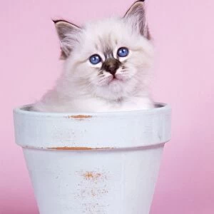 Seal Tabby Birman Cat - kitten in flowerpot