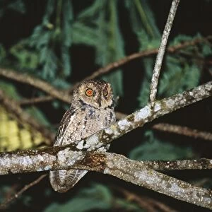 Owls Canvas Print Collection: Indian Scops Owl