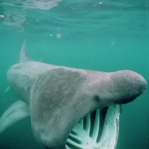 Basking Shark Print - Isle of Man, Cetorhinus maximus