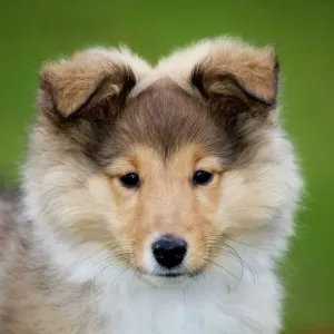 Sheltie Puppy Print Sheltie Puppy Print