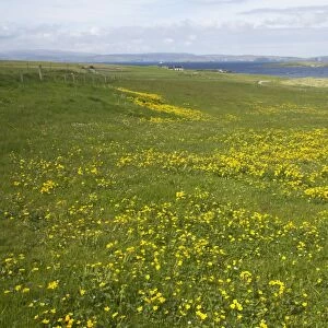 Shetland Scene with Marsh Marigold in foreground Yell, Shetland, UK LA003139