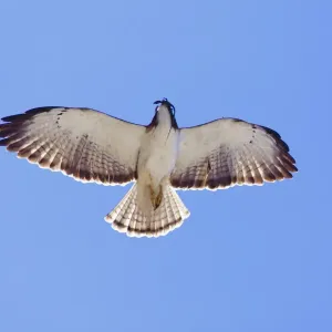 Short-tailed Hawk in Flight with Lizard Prey Print Short-tailed Hawk in Flight with Lizard Prey Print