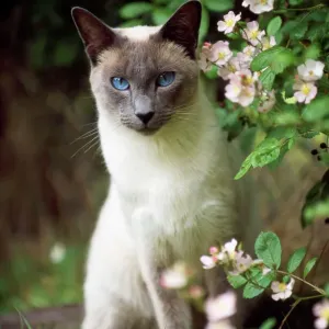 Siamese Blue Point Cat Garden Print
