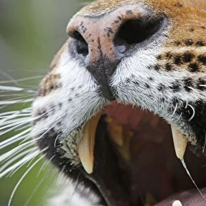 Siberian Tiger - close up with Jacobson's organ which is an auxiliary olfactory sense organ to detect female in heat