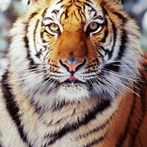 Siberian Tiger Endangered species