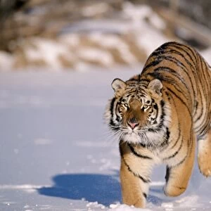 Siberian Tiger - Running in snow. Endangered Species