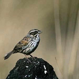 Sierra Madre Sparrow - Mexico