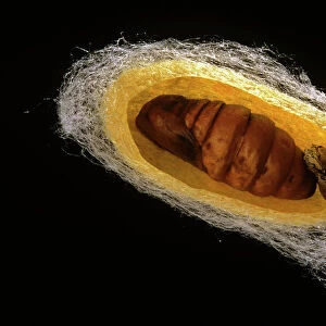 Silk Moth - cross section of cocoon