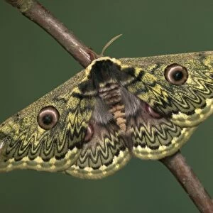 Silkworm Moth. China