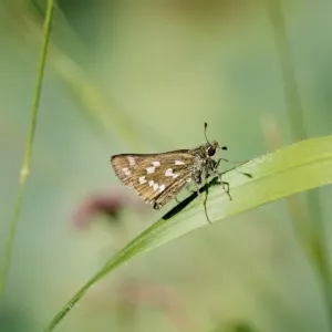 Silver-spotted Skipper Butterfly Print (JAB-3378) Silver-spotted Skipper Butterfly Print (JAB-3378)