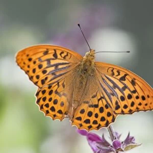 Silver Washed Fritillary Butterfly - male - UK