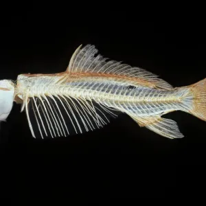 Carp Skeleton Print from Ardea Carp Skeleton Print from Ardea