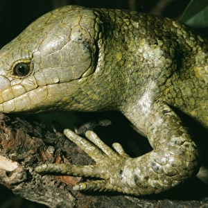 Skink A. K. A:Prehensile tailed & monkey tailed. Bougainville, Solomon Island