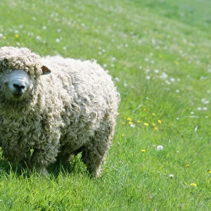 Skudde Sheep