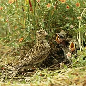 Skylark At nest