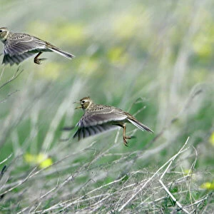 Skylark - taking off from fallow land - Lower Saxony - Germany (Manipulated Image - one bird added)