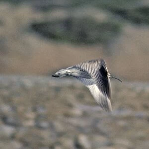 Slender Billed Curlew