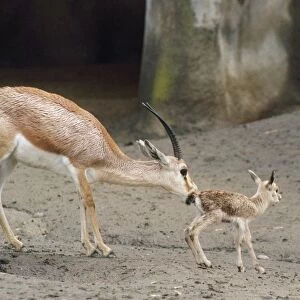 Slender-horned / Rhim / Sand Gazelle - female with newborn young. Distrubution: Sahara Desert