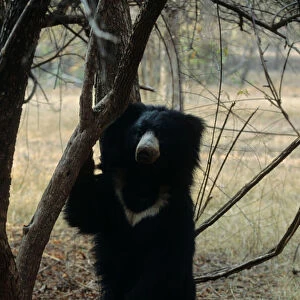 Bears Collection: Sloth Bear