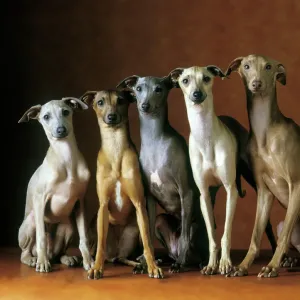 Small Italian Greyhounds Print Art Prints, Posters
