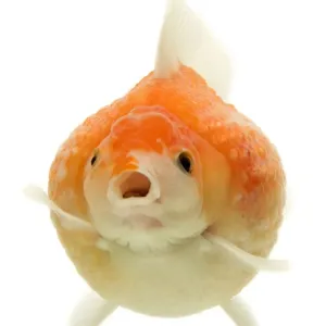 Goldfish - in studio Goldfish - in studio