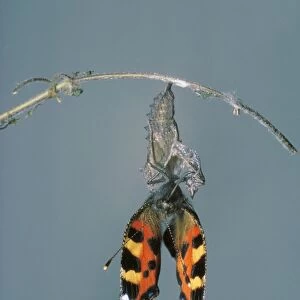 Small Tortoiseshell Butterfly - drying wings after emerging from chrysalis
