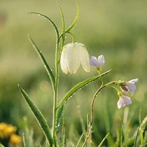Snake's-head Fritillaries Also Cuckoo flower, frosty morning, Wiltshire, UK