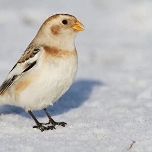 Bunting And American Sparrows Glass Place Mat Collection: Snow Bunting