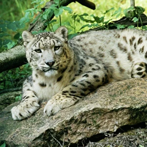 Cats (Wild) Collection: Snow Leopard