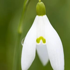 Snowdrop - close-up macro image of a single flower - Wiltshire - England - UK