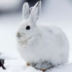 Snowshoe Hare Print - Lepus americanus in Snow