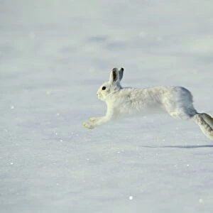 Snowshoe Hare TOM 600 aka Varying Hare running across winter snow - Montana Lepus americanus © Tom & Pat Leeson / ardea. com