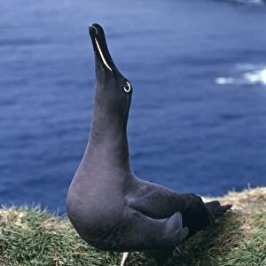 Sooty albatross - skycalling (courtship behaviour) on cliff edge