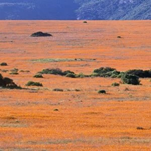 South Africa - orange daisies (Dimorphotheca sinuata) Namaqualand, South Africa