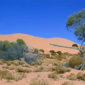 South Australia JPF 11869 Sand dune & Mulga (Acacia aneura), Stzelecki Desert. © Jean-Paul Ferrero / ARDEA LONDON
