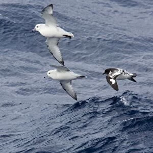 Southern / Antartic Fulmar with a Cape Petrel / Cape Pigeon (Daption c. capense) Flying low over the sea in high winds, Antarctic October