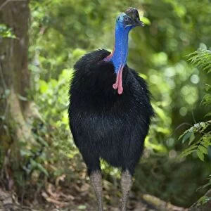 Southern Cassowary - adult male stands amidst tropical rainforest - Tam O'Shanter State Forest, Wet Tropics World Heritage Area, Queensland, Australia
